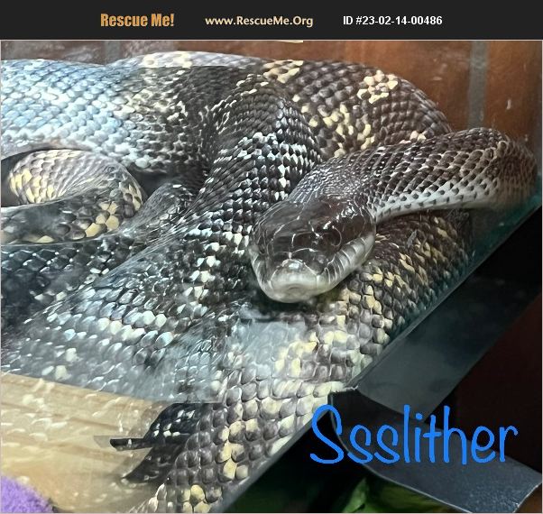 ADOPT 23021400486 Reptile/Amphibian Rescue San Antonio, TX