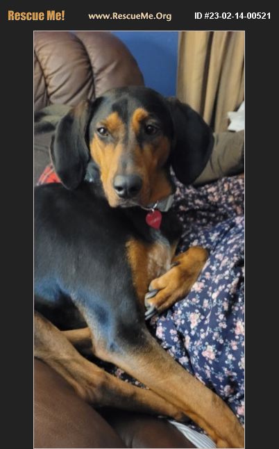 Adopt 23021400521 ~ Black And Tan Coonhound Rescue ~ Auburn, Wa