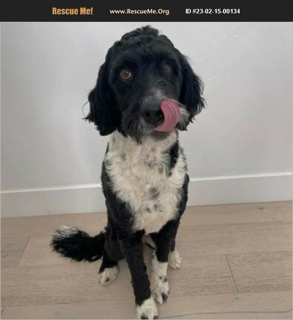 ADOPT 23021500134 Portuguese Water Dog Rescue Pleasant Grove, UT