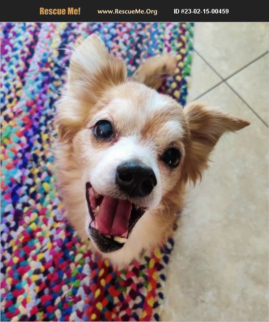 ADOPT 23021500459 Papillon Rescue Marana, AZ