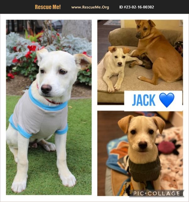 ADOPT 23021600382 Lab Rescue San Diego, CA