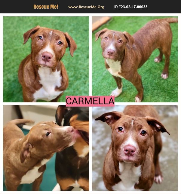 ADOPT 23021700033 Pit Bull Rescue Chicago, IL