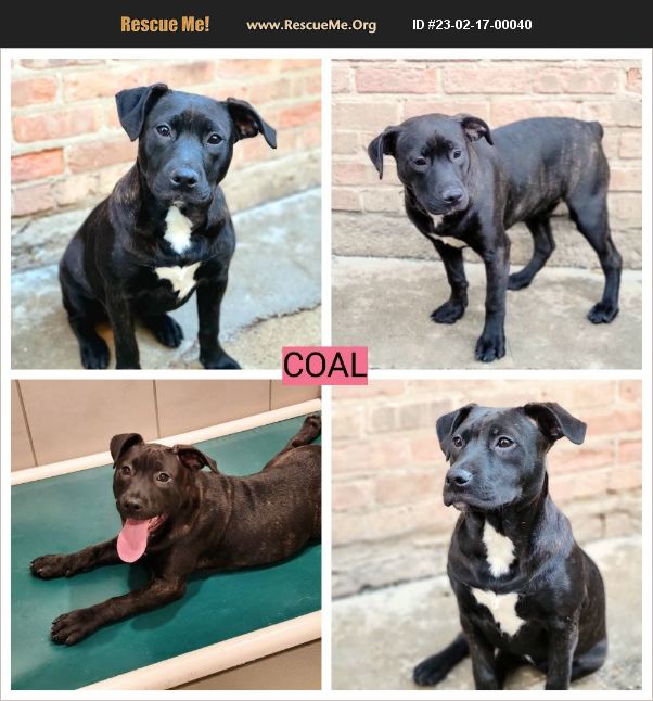 ADOPT 23021700040 Pit Bull Rescue Chicago, IL