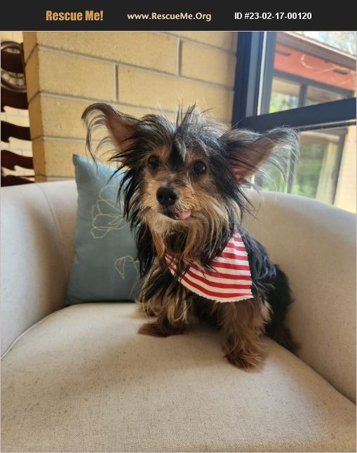 ADOPT 23021700120 Yorkie Rescue Gainesville, FL