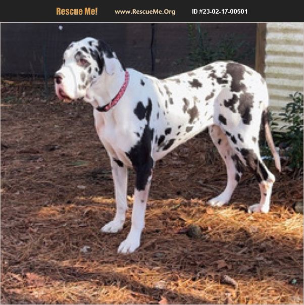 ADOPT 23021700501 Great Dane Rescue North Carolina