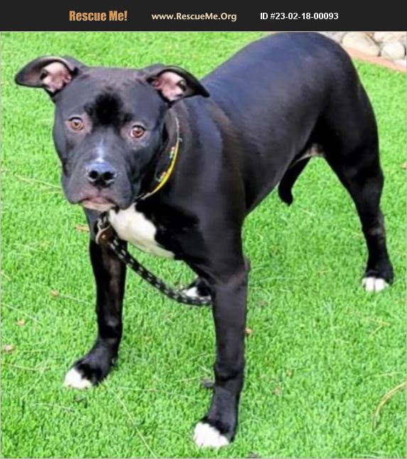 ADOPT 23021800093 Boxer Rescue Van Nuys, CA