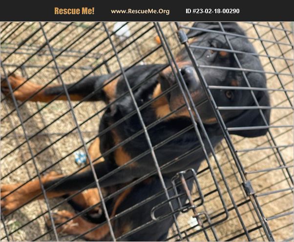 ADOPT 23021800290 ~ Rottweiler Rescue ~ Claremore, OK