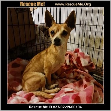 - Texas Chihuahua Rescue - ADOPTIONS - Rescue Me!