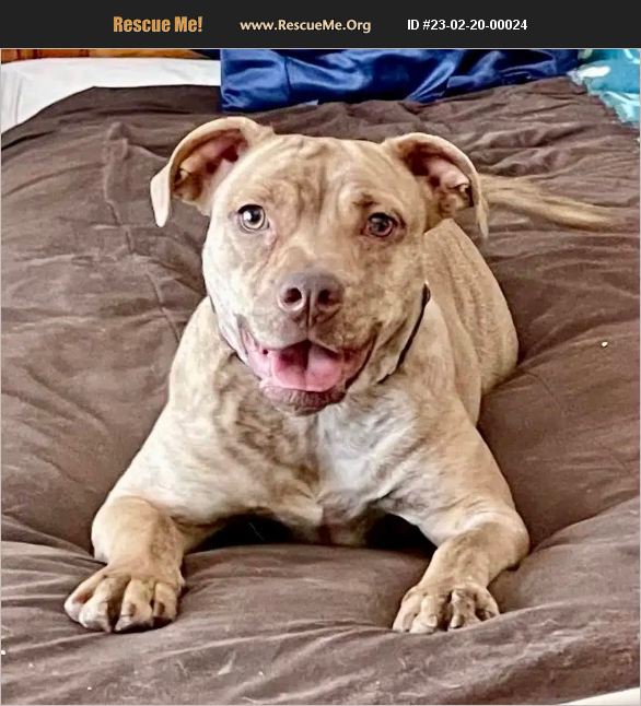 ADOPT 23022000024 Pit Bull Rescue Mead, CO