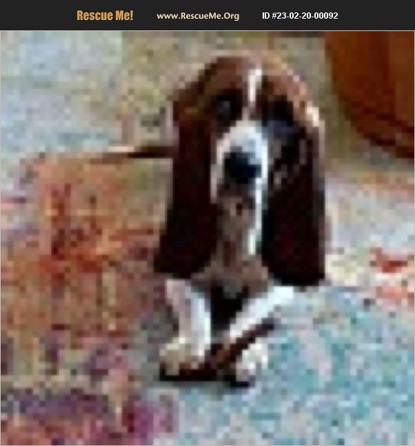ADOPT 23022000092 Basset Hound Rescue Muskego, WI