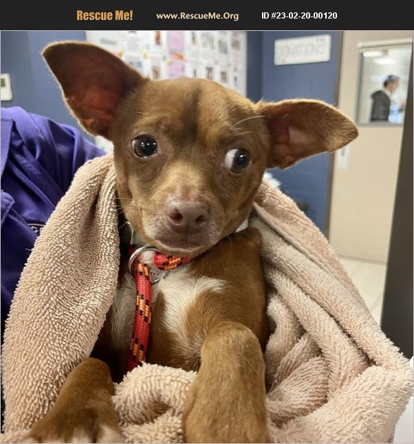 ADOPT 23022000120 Chihuahua Rescue Katy, TX