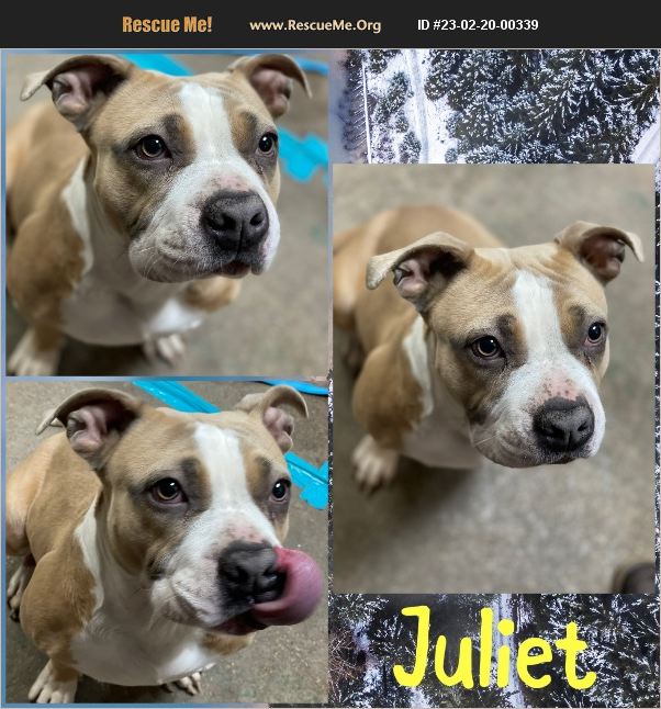 ADOPT 23022000339 Pit Bull Rescue Steger, IL