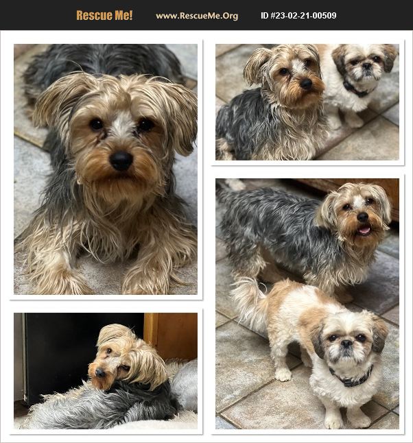 ADOPT 23022100509 ~ Yorkie Rescue ~ HESPERIA, CA