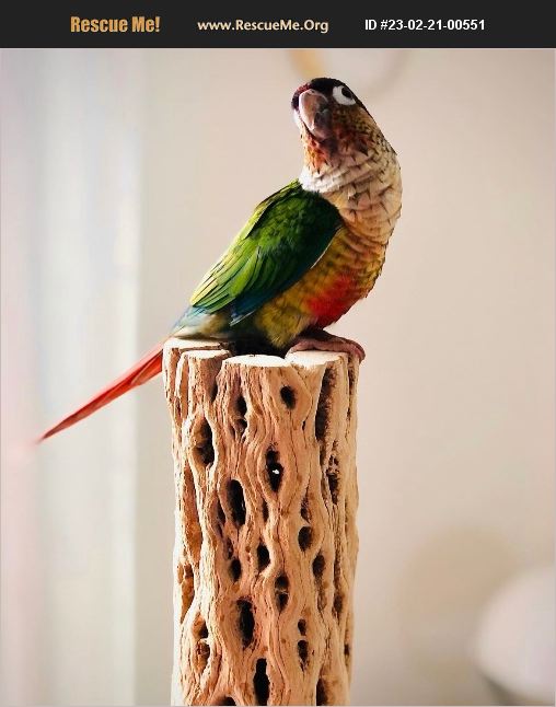 ADOPT 23022100551 Pet Bird Rescue Boston, MA