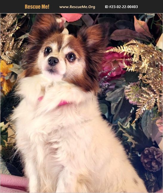 ADOPT 23022200403 Papillon Rescue Bon Carbo, CO