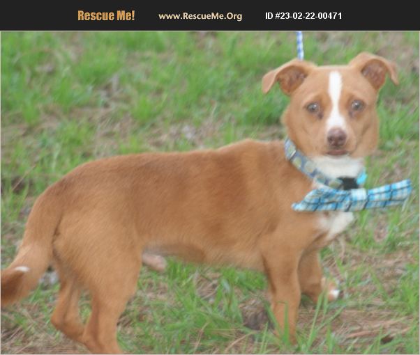 ADOPT 23022200471 Dachshund Rescue Jesup, GA