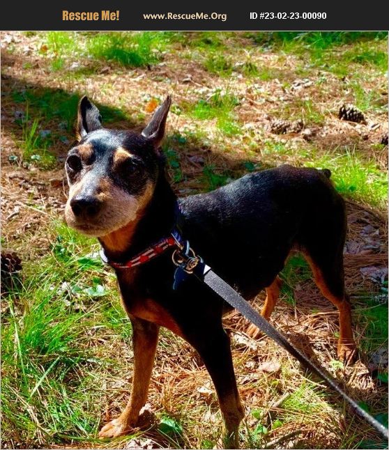 ADOPT 23022300090 Miniature Pinscher Rescue Raleigh, NC