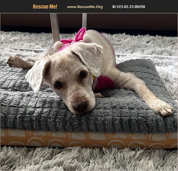 ADOPT 23022300258 Norwich Terrier Rescue Raleigh, NC