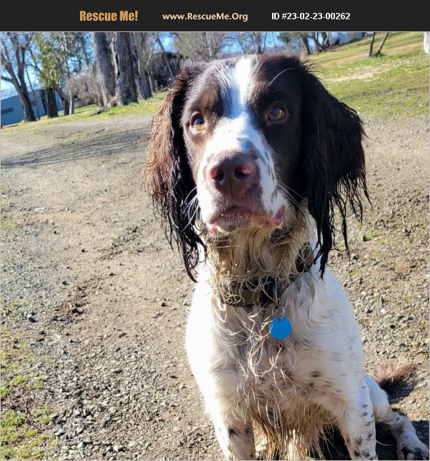 ADOPT 23022300262 English Springer Spaniel Rescue Eagle Point, OR