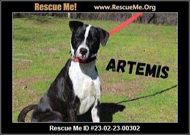 Dogs For Adoption Conway Ar