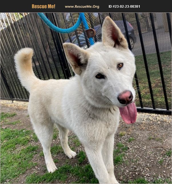 ADOPT 23022300381 Siberian Husky Rescue Long Beach, CA