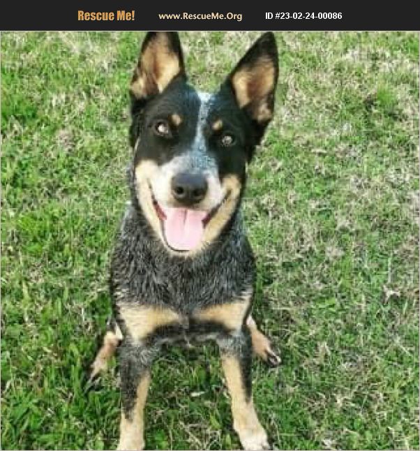 ADOPT 23022400086 Australian Cattle Dog Rescue Punta Gorda, FL