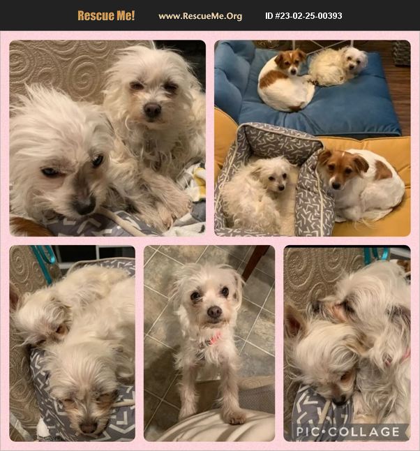 ADOPT 23022500393 Maltese Rescue Riverside County, CA