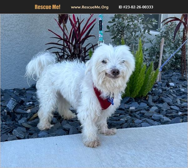 ADOPT 23022600333 Maltese Rescue Cape Coral, FL