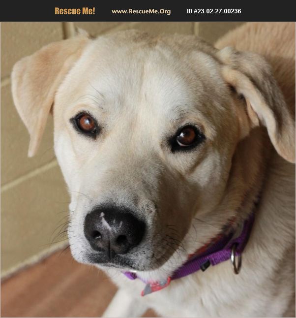 ADOPT 23022700236 Lab Rescue Dripping Springs, TX