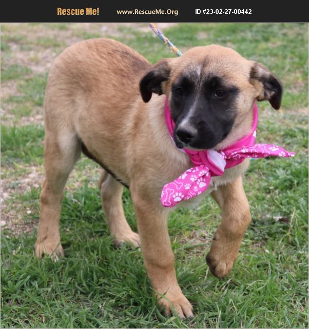 ADOPT 23022700442 Anatolian Shepherd Rescue Pipe Creek, TX