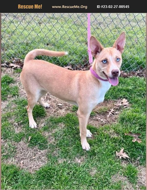 ADOPT 23022700545 Australian Cattle Dog Rescue NY, NY