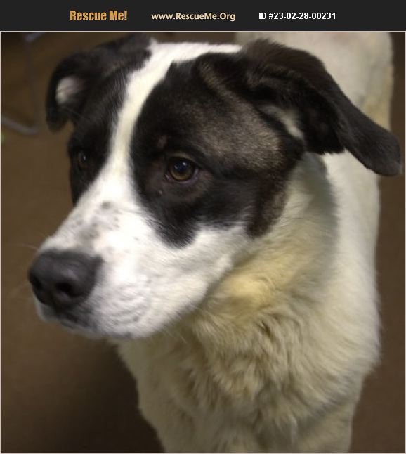 ADOPT 23022800231 German Shepherd Rescue Winfield, KS