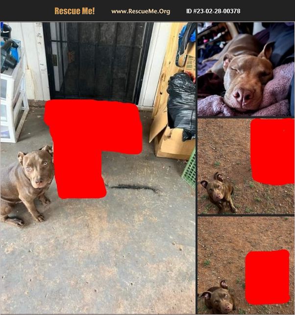 ADOPT 23022800378 Pit Bull Rescue Cochise County, AZ