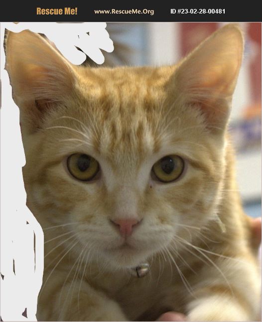 ADOPT 23022800481 Domestic Cat Rescue Winfield, KS