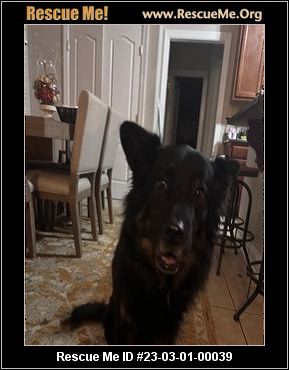 - North Carolina German Shepherd Rescue - Adoptions - Rescue Me!