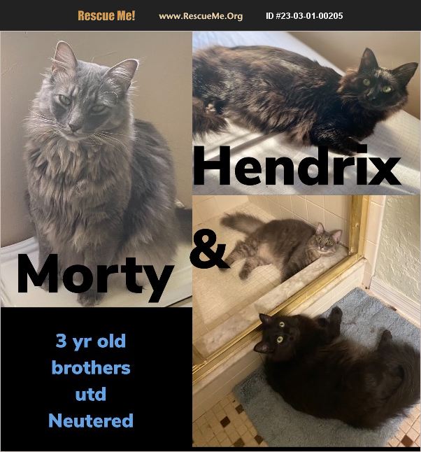 ADOPT 23030100205 Norwegian Forest Cat Rescue Gainesville, FL