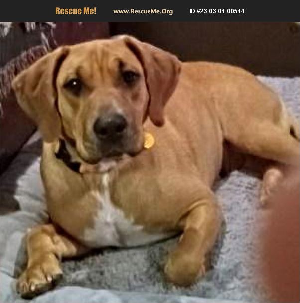 ADOPT 23030100544 Redbone Coonhound Rescue Lake Lure, NC