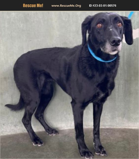 ADOPT 23030100576 Lab Rescue Van Nuys, CA