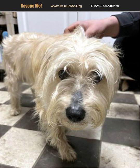 ADOPT 23030200350 Westie Rescue Bedford Hills, NY