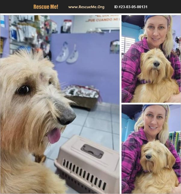 ADOPT 23030500131 Soft Coated Wheaten Terrier Rescue Phoenix, AZ