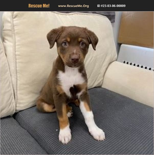 ADOPT 23030600009 Australian Shepherd Rescue Bethel, CT