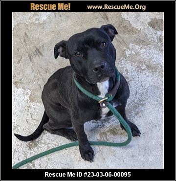 - Maine Pit Bull Rescue - Adoptions - Rescue Me!