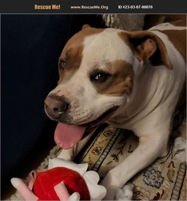 ADOPT 23030700076 American Bulldog Rescue Vacaville, CA