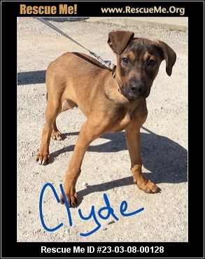 Missouri Dog Rescue - ADOPTIONS - Rescue Me! Missouri Dog Rescue - ADOPTIONS - Rescue Me!