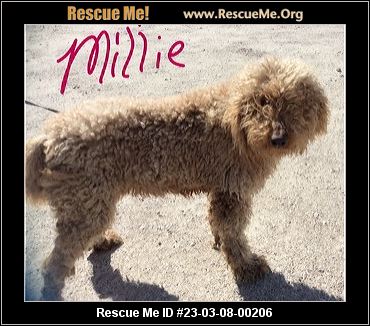Missouri Dog Rescue - ADOPTIONS - Rescue Me!