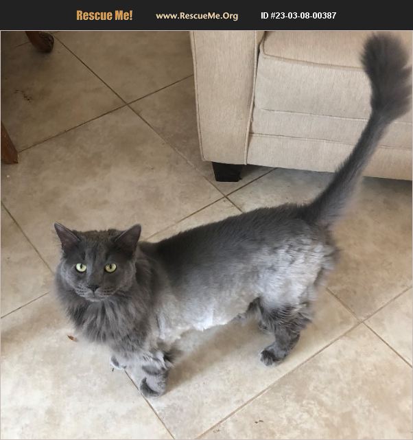 ADOPT 23030800387 Maine Coon Rescue Fort Myers, FL