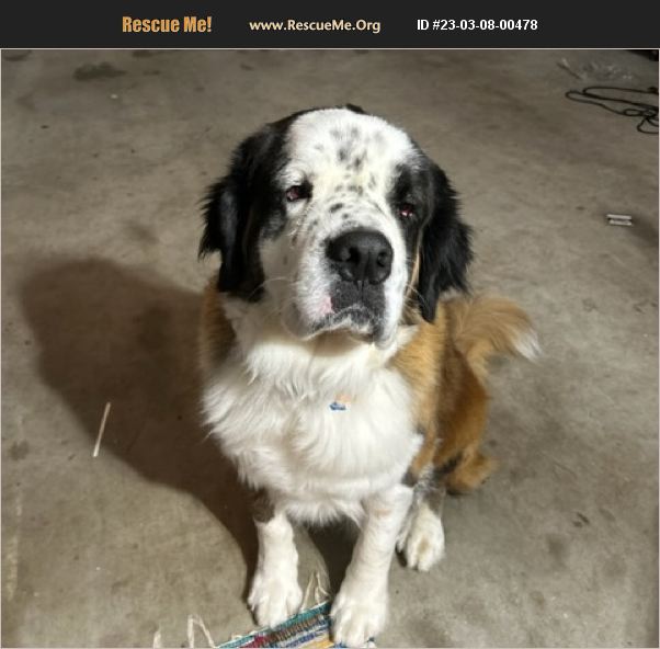 ADOPT 23030800478 Saint Bernard Rescue San Juan Capistrano, CA