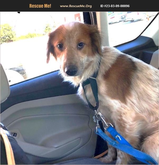 ADOPT 23030900096 Welsh Springer Spaniel Rescue Raleigh, NC ADOPT 23030900096 Welsh Springer Spaniel Rescue Raleigh, NC