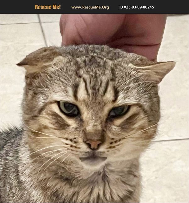 ADOPT 23030900245 Scottish Fold Rescue New Braunfels, TX