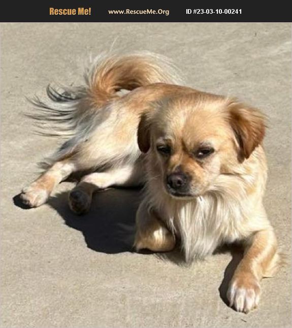 ADOPT 23031000241 Tibetan Spaniel Rescue Dallas, TX